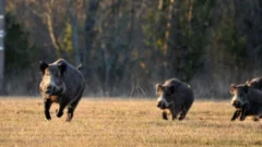 Justice chancellor: Wild boar cannot be made to suffer when training hunting dogs