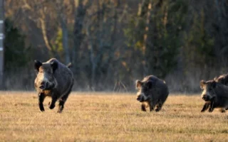 Justice chancellor: Wild boar cannot be made to suffer when training hunting dogs