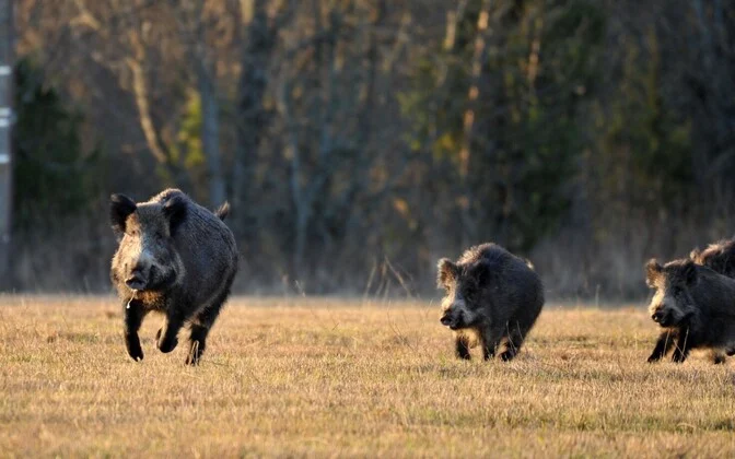 Justice chancellor: Wild boar cannot be made to suffer when training hunting dogs